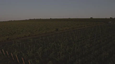 A long, fast flight on a throne over a vineyard before sunset, dawn. Stock Footage 151582518