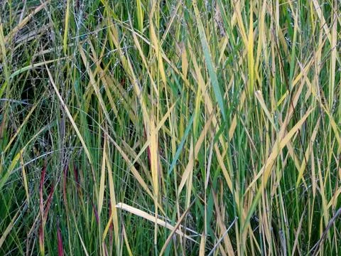 Long Field Grass Stock Photos