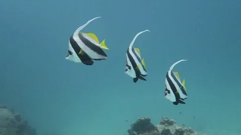 Long fin bannerfish Stock Footage 80750871