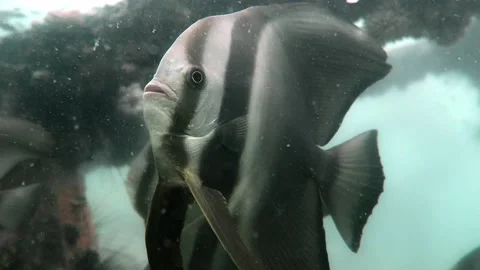Long Fin Batfish Close Shot Stock Footage 158984921