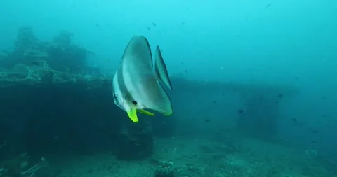 Long fin Spade Fish or Bat Fish in The Coral Reef with scuba diver Stock Footage 292881567