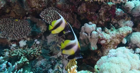 Long fin Spade Fish or Pennant  Bannerfish in The Coral Reef. Stock Footage 300569601