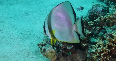 Long fin Spade Fish or Bat Fish in The Coral Reef. Stock Footage 300569624