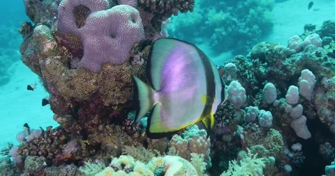 Long fin Spade Fish or Bat Fish in The Coral Reef. Stock Footage 301378764