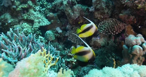 Long fin Spade Fish or Penant  Bannerfish in The Coral Reef Stock Footage 301691891