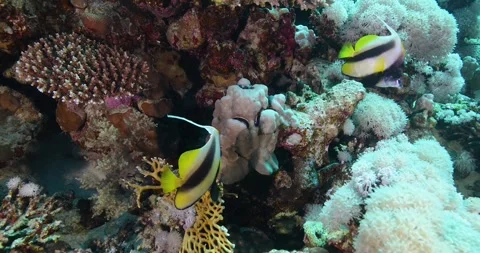 Long fin Spade Fish or Penant  Bannerfish in The Coral Reef Stock Footage 321398899