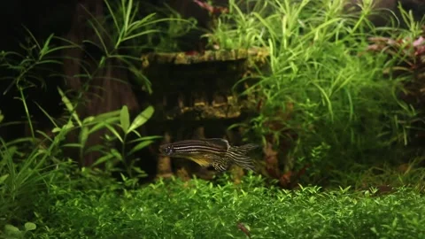 Long fin zebra danio fish swimming in planted tank Video stock 141801130