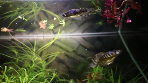 Long fin zebra danio fish swimming at the of the tank Video stock 141801265