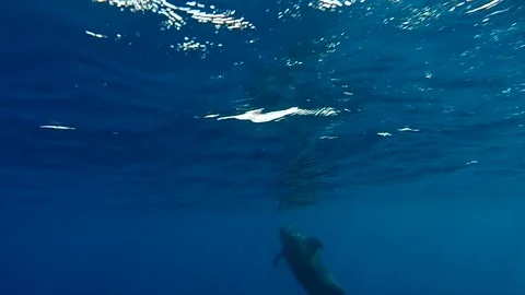 Long finned pilot whale. Emerging to the surface as seen underwater in the Stock Footage