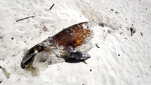 Long-finned pilot whale (Globicephala melas) remains decomposing on sandy beach Stock Footage 331228094