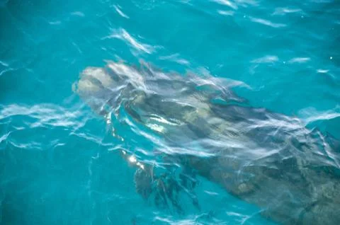 Long-finned Pilot Whales Foto stock