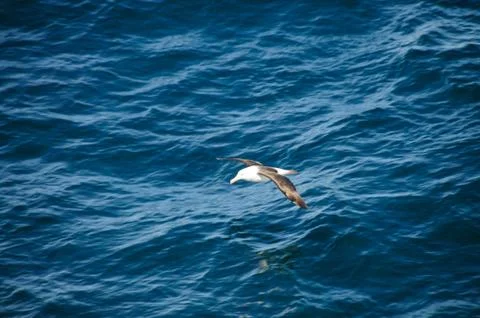 Long-finned Pilot Whales Stock Photos