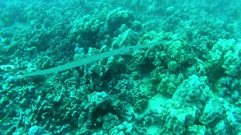 Long Fish Stock Footage 305731587