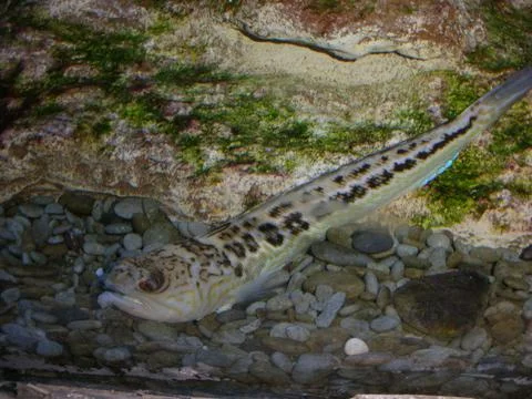 Long fish 库存照片
