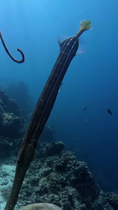 Long fish in the sea Stock Footage 319751899