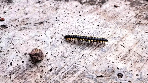 Long flange millipede Video stock 302328014