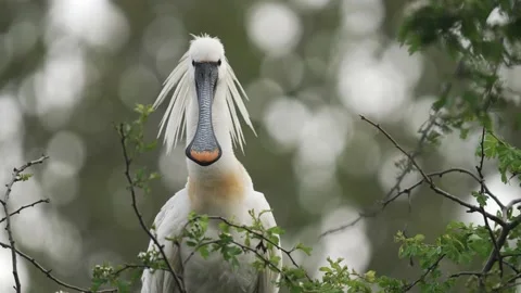 Long flat beaked Spoonbill with long head feathers look at camera - medium Stock Footage 172460192
