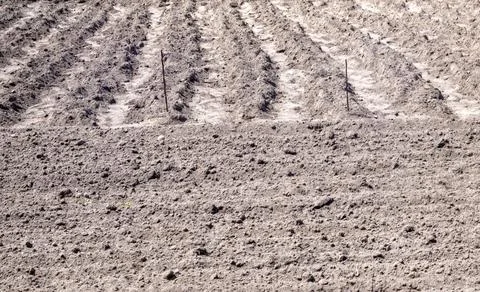 Long flat top rows, furrows, mounds for newly planted potatoes in a rural veg Stock-Fotos