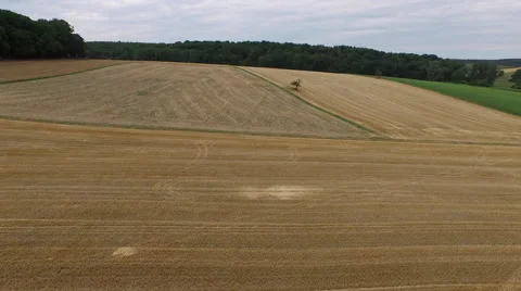 Long Flight over a field Video stock 52684263