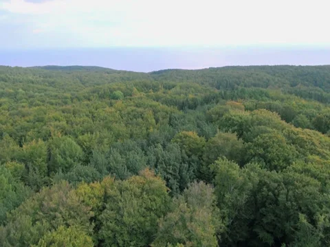 Long Flight Over Forest And Down On Ground Stock Footage 36873020
