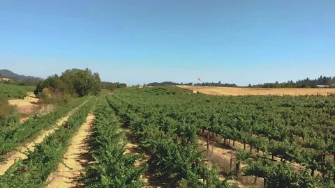 Long flight over winery Stock Footage 250230836