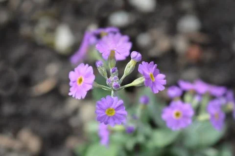Long-flowered primrose Stock Photos