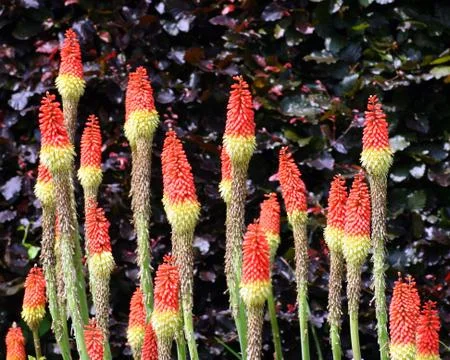 Long flowers Stock Photos