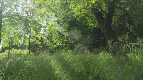Long flowing green grass blows in the wind with the backdrop of thick bushy Stock Footage 242307620