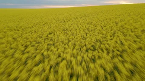 Long Fly Over Rape Field and Sunset Horizon Reveal Vidéo 289670140