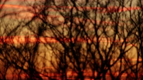 Long Focus Pull Through Branches Stock Footage 73120200