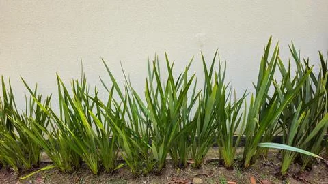 Long foliage in front of the wall Foto stock