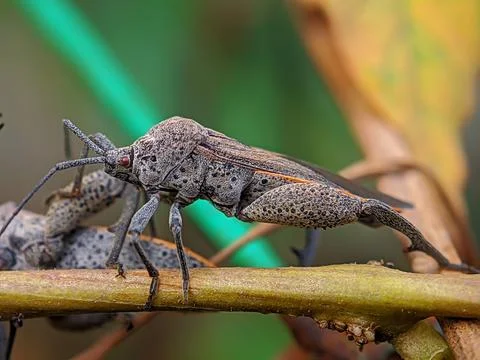 Long footed bug 1 Stock Photos