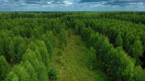 A long forest grass surrounded by young birch trees. Meadow grasses grow in the Stock Footage 257773230