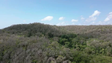 Long forest, jungle Stock Footage 205292020