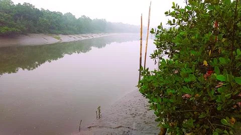 Long forest river Foto stock