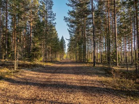 Long forest running track Stock Photos