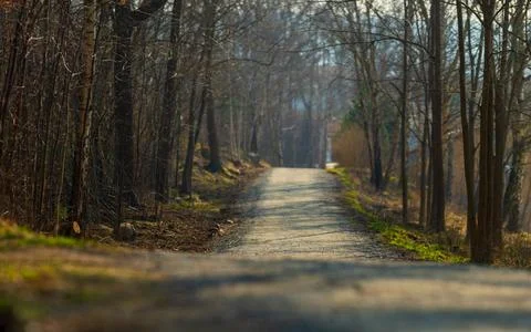 Long Forest Walkway Surrounded By Bare Trees. Stock Photos