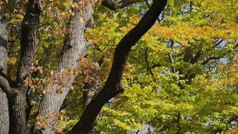Long forked branches of the beech tree. The bark is rough and gnarled. Video stock 166819160