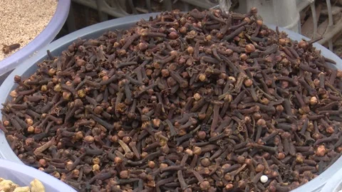 Long Fragrant Spice Pods Macro Stockbeeldmateriaal 321465627