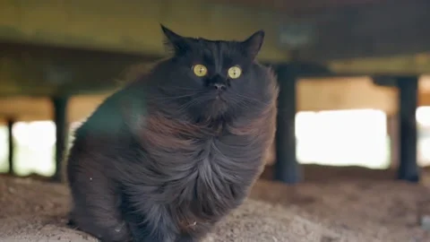 The long fur of the cat is blown by the wind. brown maine coon Stock Footage 169153450