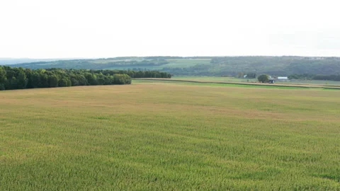 Long glide cornfield and farm at magic hour in upstate new york Stock Footage 140080087