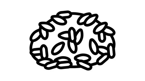 Long grain white rice line icon animation Stock Footage 224946878