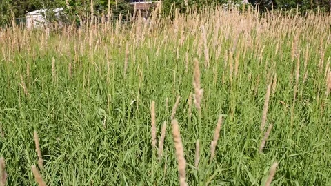 Long Grass 1 Stock Footage 77574238