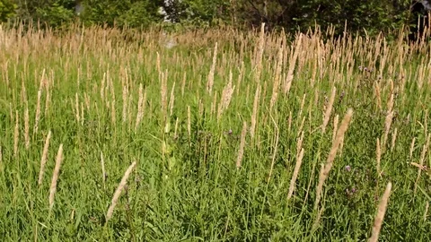 Long Grass 3 Stock Footage 77574296