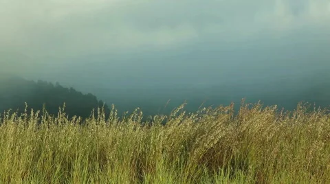 Long grass and cloudy mountains Stock Footage