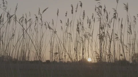 Long grass and Sunset Video stock 76614854