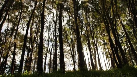 Long grass and tall thin trees in the wind slow motion dolly 4K Stock Footage 242056402