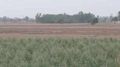 The long grass and the trees in open fields Video stock 111887256