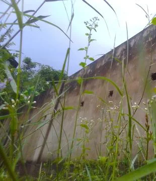 Long Grass and Wall Stock Photos