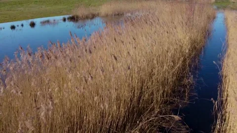 Long grass and water Stock Footage 150725758
